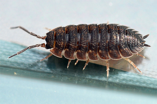 Habituellement, la taille des individus, même chez les espèces tropicales, ne dépasse pas 5-6 cm.