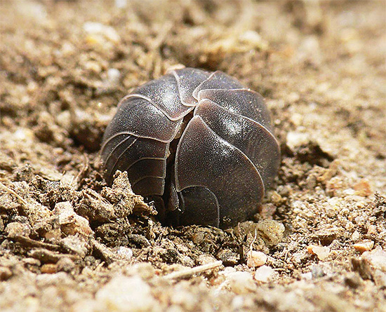 En danger, le cloporte essaie de se recroqueviller en boule, protégeant l'abdomen mou sous la dure carapace chitineuse.