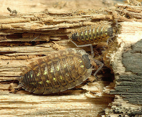 Dans une habitation humaine, les poux de bois se nourrissent souvent de débris végétaux, dont les propriétaires peuvent même ne pas soupçonner l'existence ...