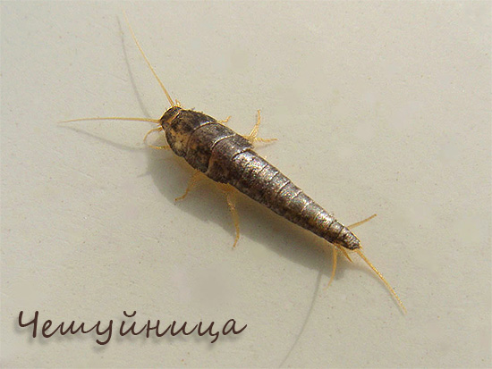 Contrairement aux poux de bois, les poissons d'argent se sentent assez à l'aise dans les pièces sèches, mangeant, par exemple, des miettes de nourriture dans la poussière.