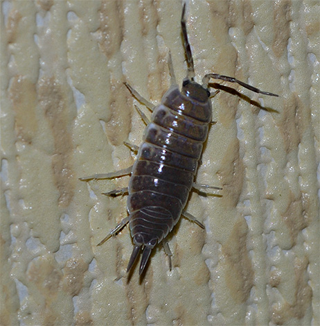 Ces petits crustacés ne peuvent vivre normalement que dans des zones très humides, par exemple là où des canalisations coulent en permanence.