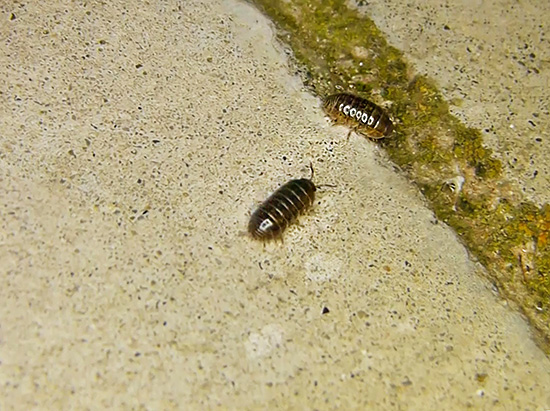 Même dans les conditions d'un appartement, les poux de bois sont capables de trouver de la nourriture par eux-mêmes, s'installant parfois dans des salles de bains et des toilettes humides.