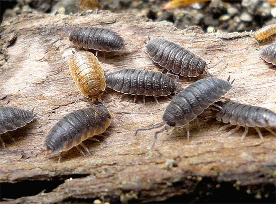 La photo montre une grappe de cloportes sur un hic inversé.