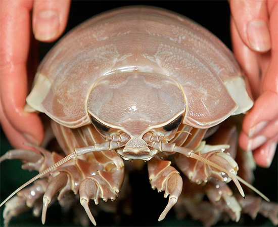 Photo en gros plan d'un cloporte géant