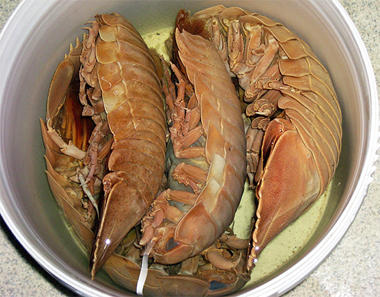 Ces cloportes sont eux-mêmes de la nourriture pour les humains, au même titre que les crevettes, les homards et les crabes.