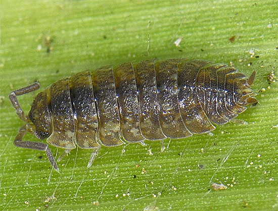Parfois, les poux de bois peuvent endommager les plantes encore vivantes, les blessant ainsi.