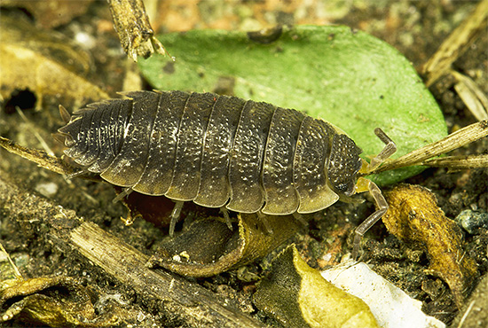 Les espèces tropicales de poux de bois ne diffèrent pratiquement pas des espèces domestiques en termes de nutrition.