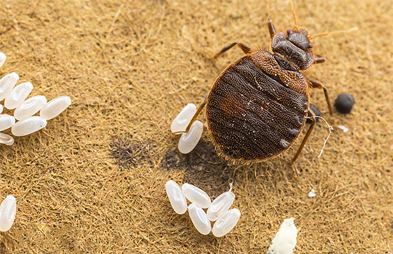 Un seul traitement des locaux contre les punaises de lit ne suffit pas, car les œufs de parasites survivent dans la plupart des cas.
