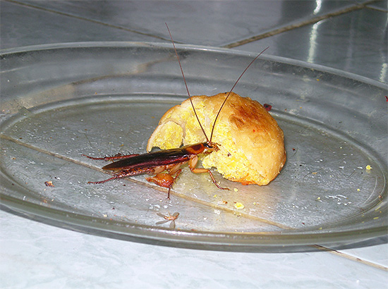 Avec un grand nombre d'insectes dans la maison, le traitement de la pièce doit être complet, sinon l'effet peut être très insignifiant.