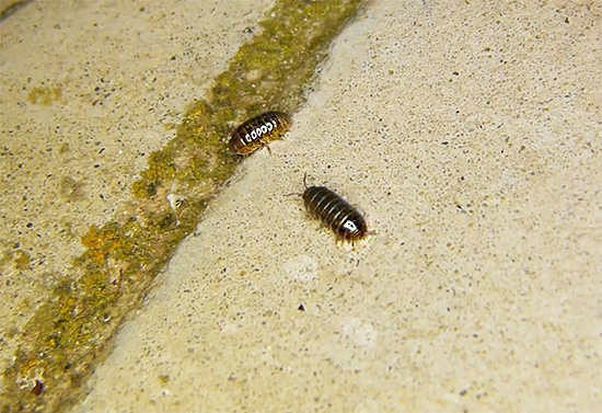 Parfois, vous devez même traiter les salles de bains et les toilettes à partir de poux de bois ...