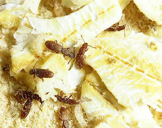 S'ils ne sont pas contrôlés, les insectes dans les entrepôts alimentaires peuvent causer de graves dommages aux stocks.