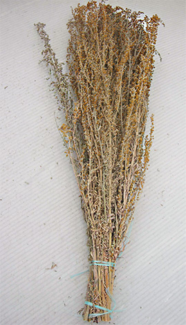 Les remèdes populaires contre les insectes n'ont souvent qu'un faible effet et ne contribuent pas toujours à la destruction des ravageurs et des parasites.