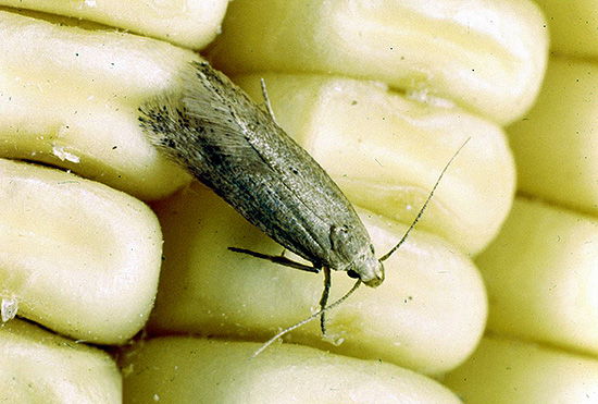 La lutte contre les mites alimentaires dans la maison est généralement plus difficile que la lutte contre les mites.