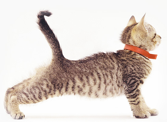 Les colliers insecticides (parfois aussi appelés colliers insecticides) sont l'un des produits antipuces domestiques les plus populaires.