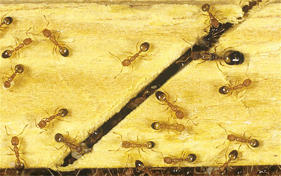 Les surfaces traitées avec Get conservent longtemps leur effet sur les insectes.