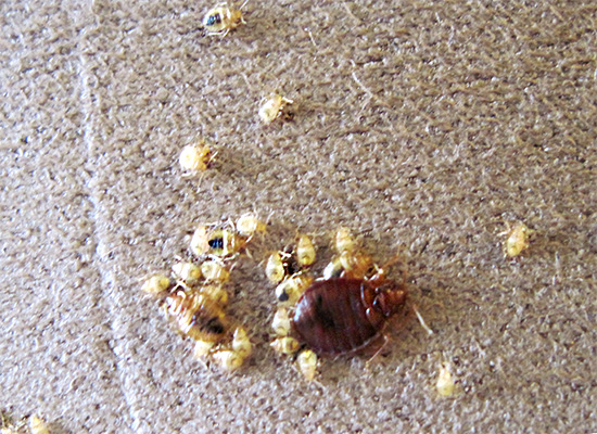 L'un des moyens les plus puissants contre les punaises de lit est Klopoveron.