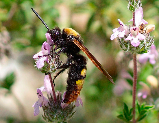 Procer mégascolie (scoli)