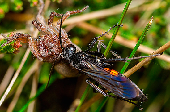 Chez certaines espèces de guêpes routières, les larves se nourrissent d'araignées venimeuses.