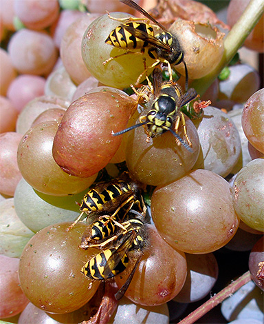 La photo montre des guêpes se nourrissant du jus de raisin.
