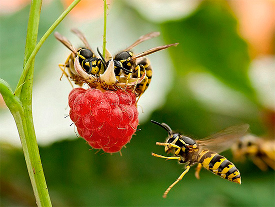 Dans le chalet d'été, les guêpes peuvent souvent être trouvées sur les framboises.