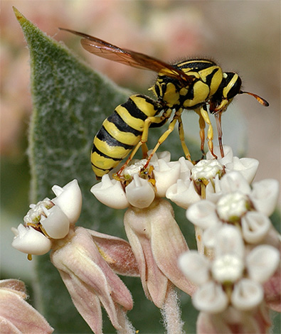 Les guêpes à fleurs se nourrissent du nectar des plantes.