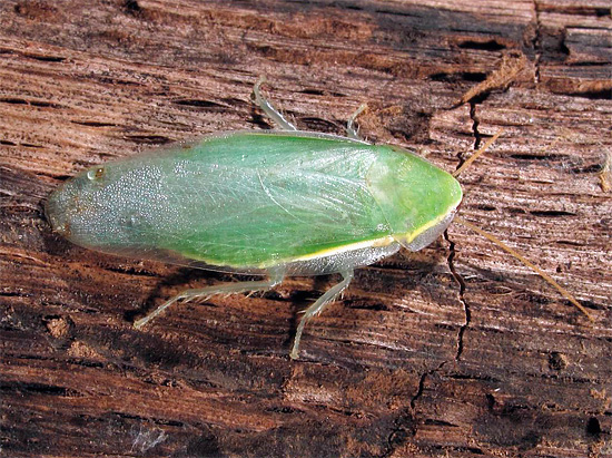 Un joli cafard à la banane vient souvent dans notre pays dans des régimes de bananes d'Équateur.