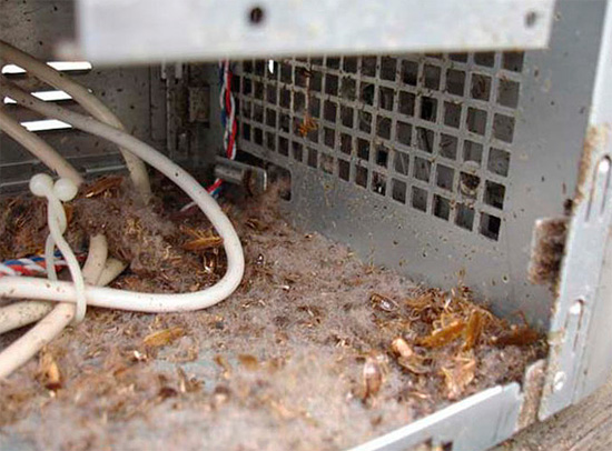 L'unité centrale informatique attire les cafards avec une température élevée et la possibilité de se cacher ici.