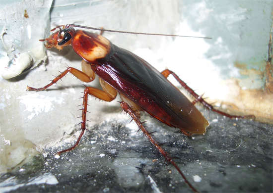La blatte américaine est désormais de plus en plus fréquente dans les villes russes.