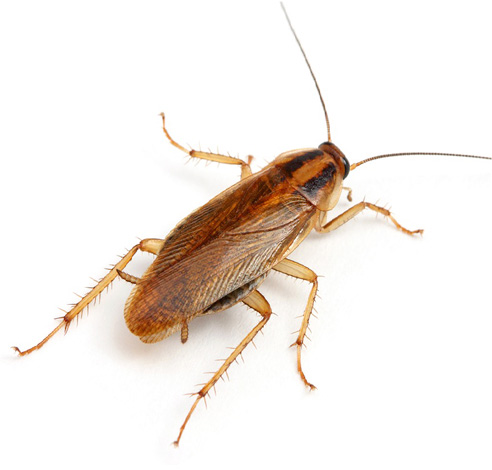 Cafard rouge, alias prussien