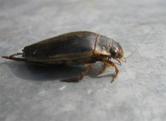 coléoptère de natation