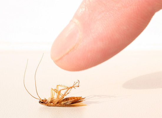 En fait, il est peu probable que les cafards survivent à une guerre nucléaire, car leur résistance aux radiations n'est en fait pas très élevée.