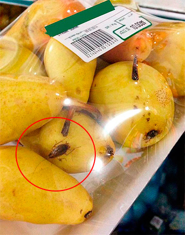 Cafard sur des fruits dans un supermarché