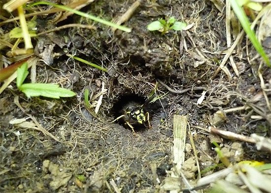 La photo montre l'entrée d'un nid de frelons situé sous terre.