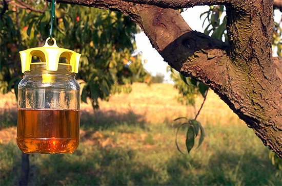 Et voici un autre exemple de piège à guêpes et frelons.