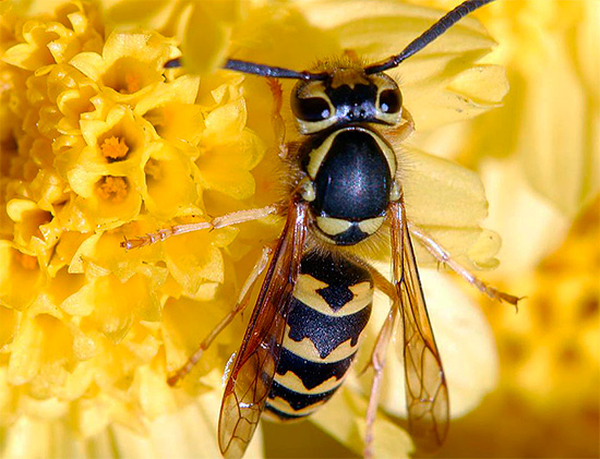 Il ne faut pas oublier que les guêpes dans leur ensemble ne sont pas des insectes nuisibles et peuvent même apporter beaucoup d'avantages dans le jardin.