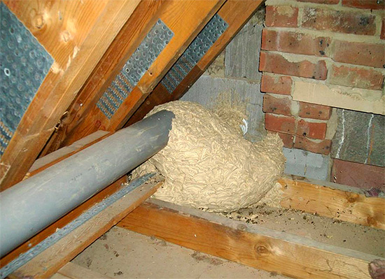 S'approcher d'un tel nid peut être tout simplement dangereux pour la santé...