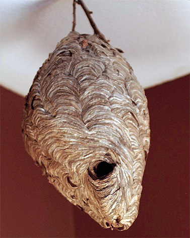 Si le nid d'insectes est attaché à la base avec une jambe fine, il sera facile de jeter un sac en plastique dessus ...