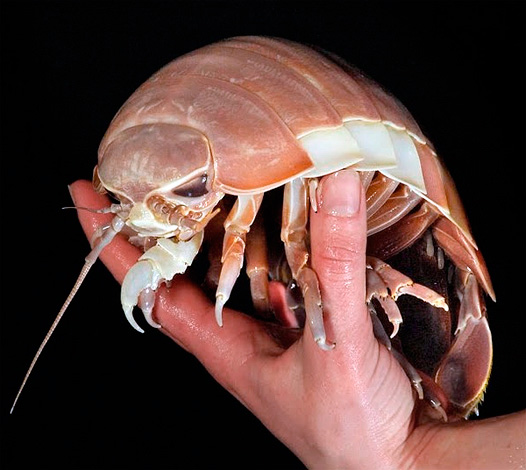 Parlons des soi-disant poux de bois géants - quel genre de créatures sont-ils et où peuvent-ils être trouvés dans le monde ...