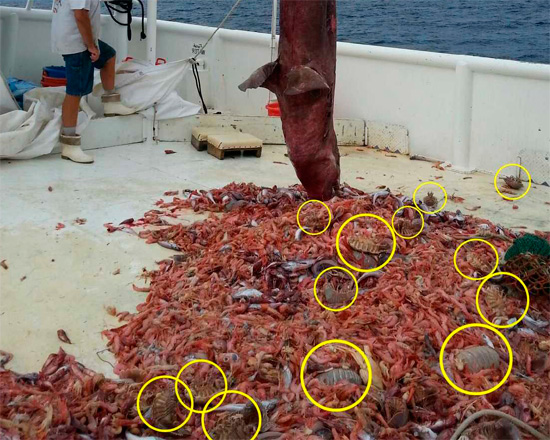 Les experts pensent que les isopodes ne pouvaient se rassembler en de telles quantités que pour se régaler du cadavre d'un gros animal au fond.