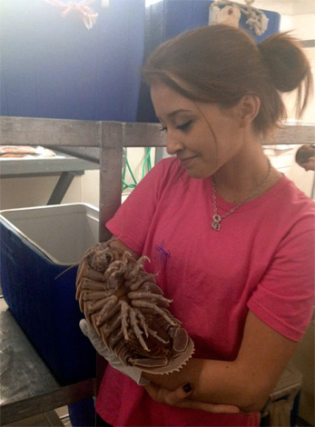 Dans les centres de recherche, les cloportes sont très friands et tendrement soignés.