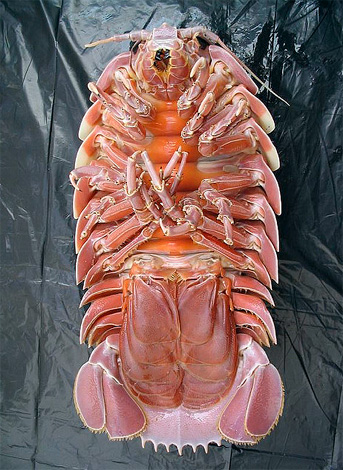 C'est sous les limbes au bout de l'abdomen d'énormes cloportes que leurs œufs sont incubés.