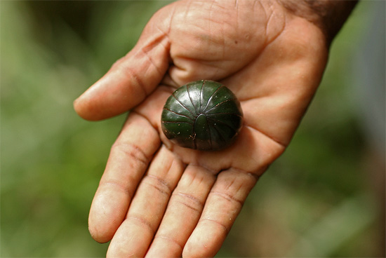 Le mille-pattes de la famille des gloméris diffère des poux de bois - le grand dernier bouclier est clairement visible (à gauche).