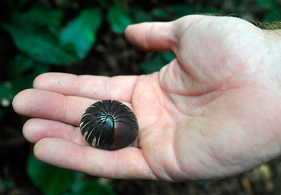 En général, les cloportes terrestres n'atteignent pas cette taille.