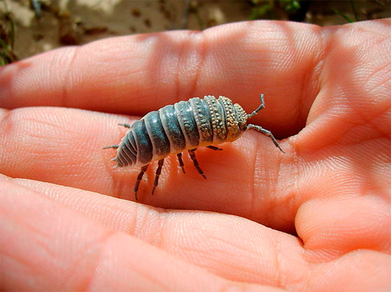 A titre de comparaison - un spécimen assez grand des cloportes terrestres habituels.