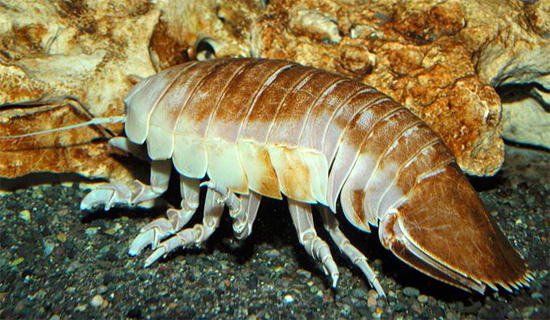 Cloportes géants dans l'aquarium - le grand lobe caractéristique à l'extrémité du corps, dans lequel le dernier bouclier s'est transformé, est clairement visible.