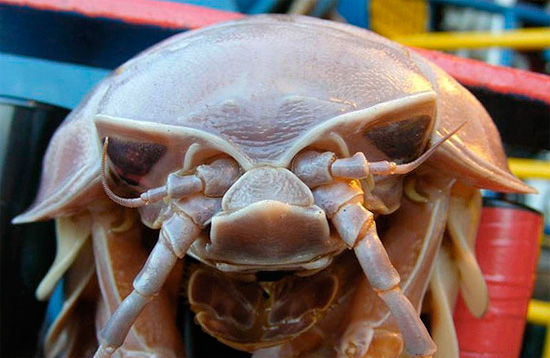 Bien que d'énormes cloportes vivent à de grandes profondeurs, là où il y a peu de lumière, ils ont des yeux et généralement une bonne vision.