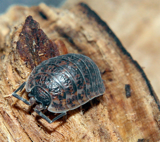 Extérieurement, le cloporte de l'espèce Trachelipus rathkei ressemble à un croisement entre le cloporte commun et le cloporte rugueux.