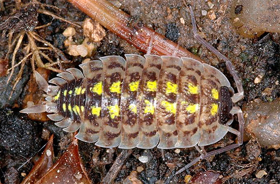 Ce sont les points brillants sur les segments de la carapace, fusionnés en deux bandes, qui permettent d'identifier cette espèce.