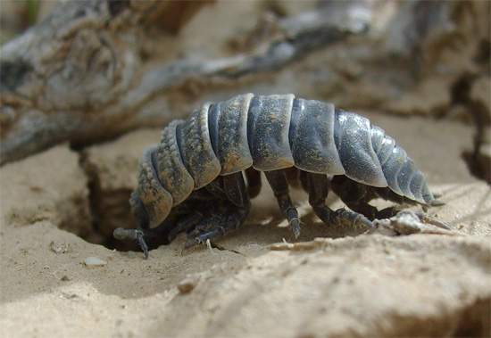 Pendant la journée, les cloportes du désert doivent se cacher dans des terriers pour échapper à la chaleur.