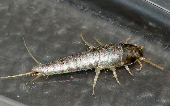 Et voici à quoi ressemble un poisson d'argent - il a de longs cerques bien visibles au bout de l'abdomen.